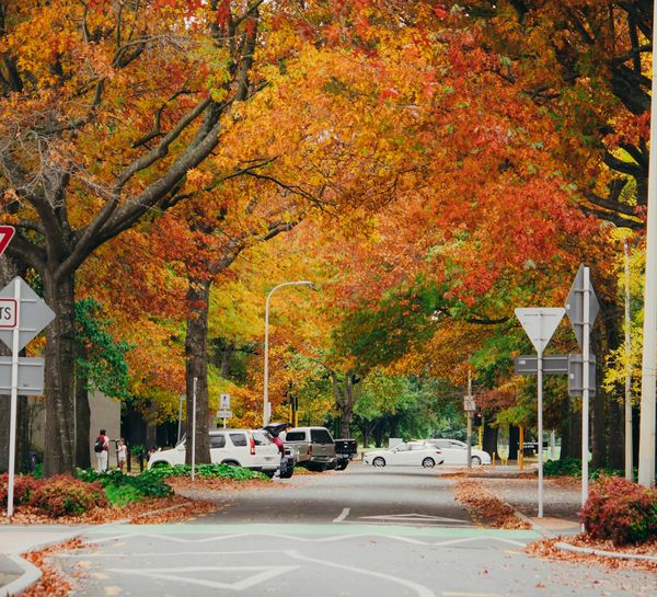 A Christchurch street lined with trees in autumn colour