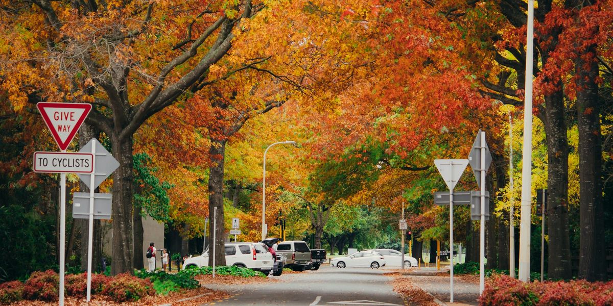 A Christchurch street lined with trees in autumn colour