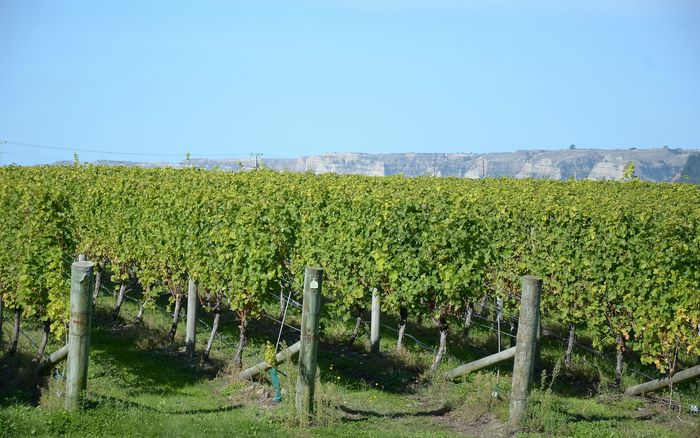 Rows of grape vines in a Hawke's Bay vineyard with hills in the distance